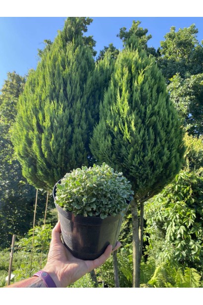 Обрієта гібридна Каскад Пурпл (фіолетова) - 2л/вис.5-10см/Ø20-30см